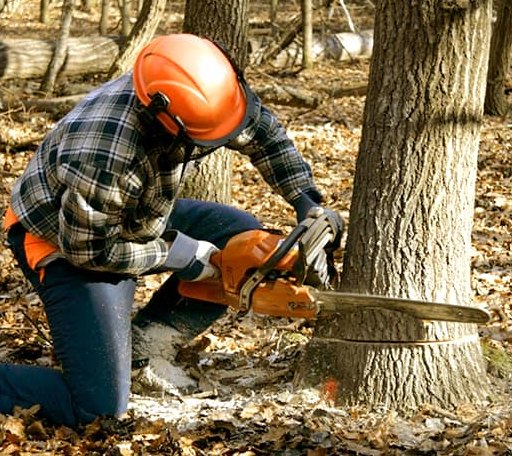 Tree Removal in Freeport, TX